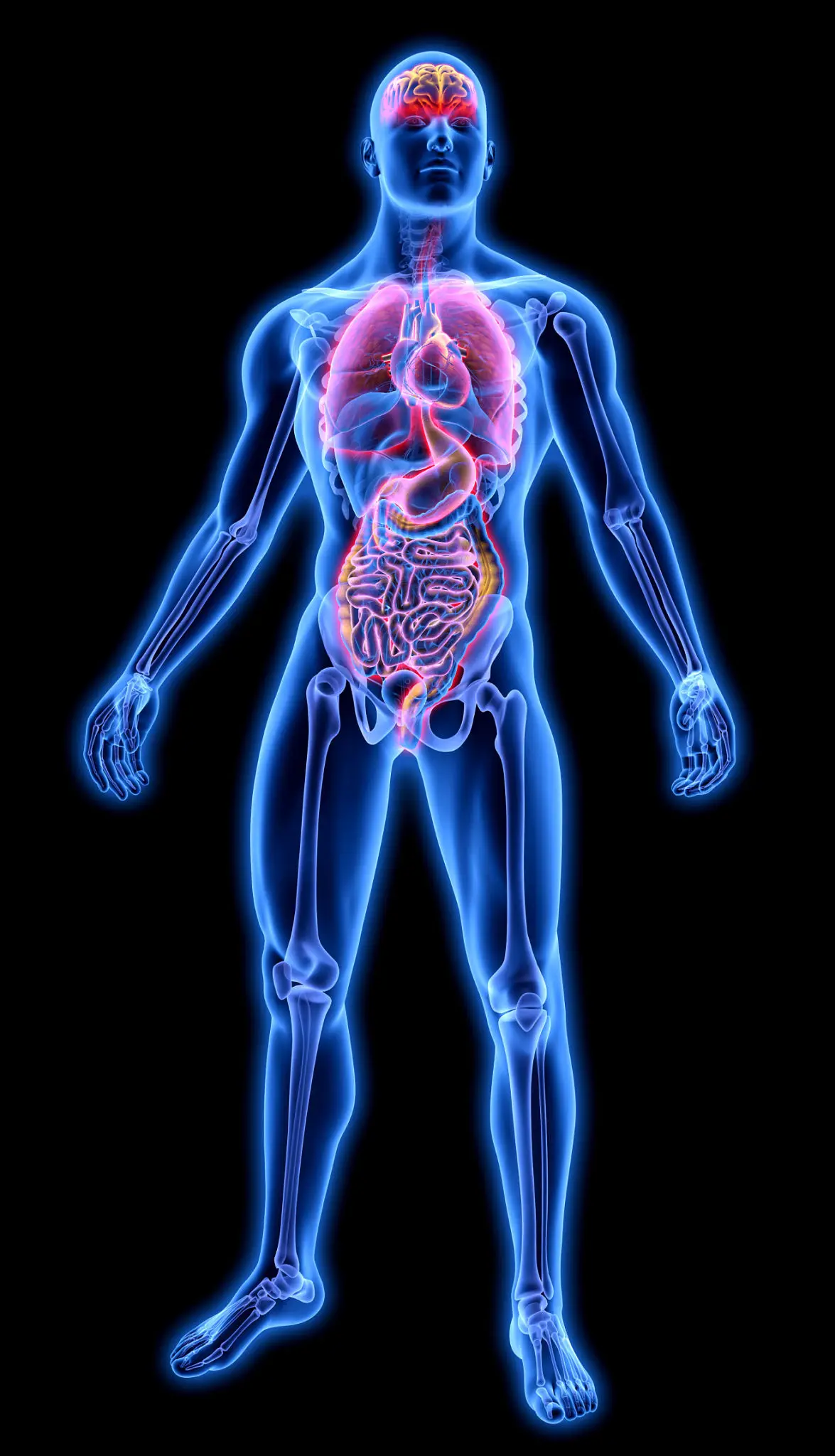 Transparent human body showing internal organs
